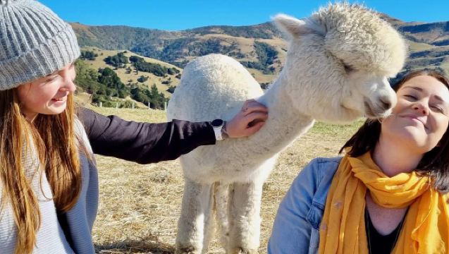 Tour della Fattoria di Alpaca Shamarra ad Akaroa, Nuova Zelanda