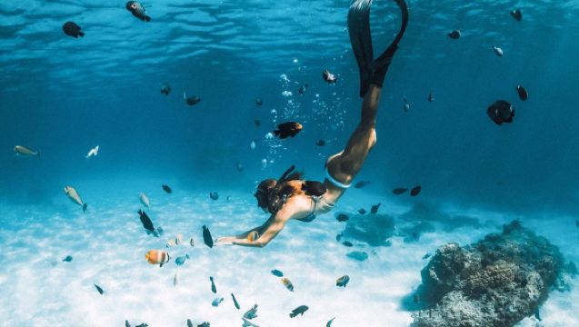 เกาะสมุย: ทัวร์ 1 วัน เกาะเต่า + เกาะนางยวน โดยสปีดโบ๊ต พร้อมดำน้ำตื้น มีบริการรับส่งจากโรงแรมและรวมอาหารกลางวัน