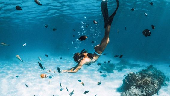 Koh Samui: Koh Tao and Ko Tao + Nang Yuan Island 1-day tour speedboat snorkeling with hotel transfer and lunch included