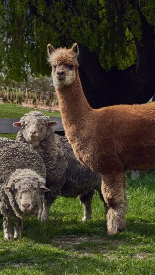 Iconic activity in Queenstown, New Zealand: steamship + sheep shearing show + highland farm tour + refreshments