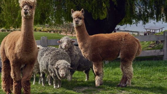 Iconic Queenstown activity: steamship + sheep shearing show + farm animal tour + refreshments