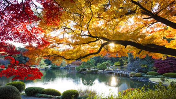 Japan / Osaka / Kyoto / Kobe / Nara / Sapporo / Tokyo / translation / international student local guide