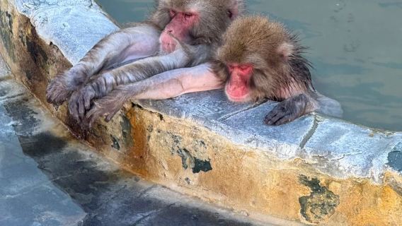 Lawatan sehari menyeronokkan di Hakodate | Melihat monyet kecil berendam dalam onsen + Hachimanzaka + Dewan Persatuan Lama (tidak termasuk tiket masuk)