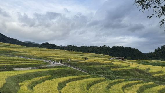 【醉美梯田1天】黑山梯田賞金色稻浪，層疊翻湧，品農家菜