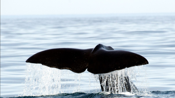 Tromsø·Croisière d'observation des baleines de 6 à 8 heures (Plusieurs forfaits disponibles)