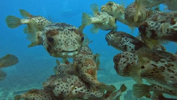 Santa Maria: Guided Snorkeling and Reef Tour
