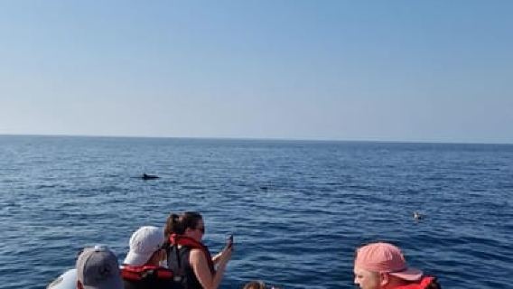 Arrábida Natural Park/Sesimbra: Dolphin Watching