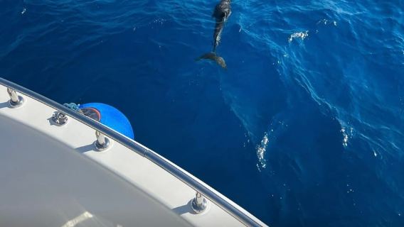Sharm el-Sheikh: Premium Ras Mohammed & White Island Cruise