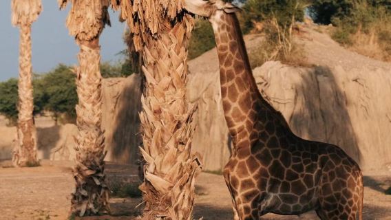 阿聯沙迦Sharjah safari+Buhais Geology Park一日遊