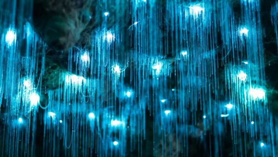 Tamborine Mountain: Hop-on Hop-off Bus Tour + Glow Worm Caves