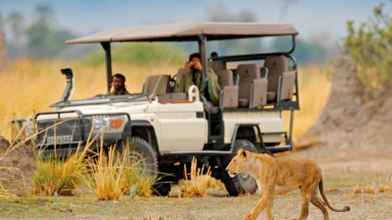 Perjalanan Sehari ke Moremi, Botswana dari Maun | Melihat Singa dan Gajah di Off-Road Atap Terbuka | Pemandu Profesional
