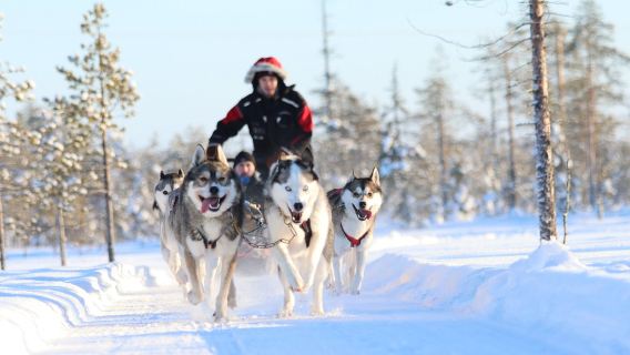 Husky Sledding Experience in Tromso/Intimate Interaction with Huskies