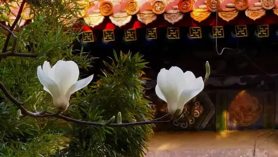 The Zhengyangmen Gate Jianlou + Tiananmen Square + Forbidden City + Jingshan Park half-day tour|Private tour with multiple language options available