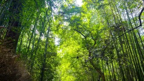 京都伏見稻荷大社+奈良公園+嵐山一日遊 京都伏見稻荷大社+奈良公園+嵐山一日遊