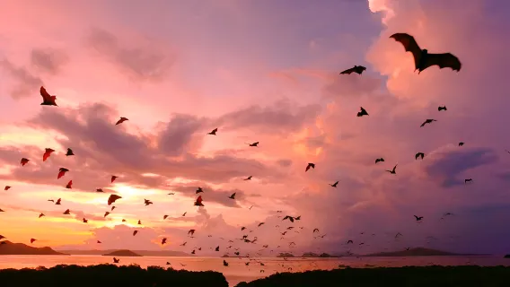 LABUAN BAJO KOMODO Sunset Trip To KALONG Islands with Snorkeling