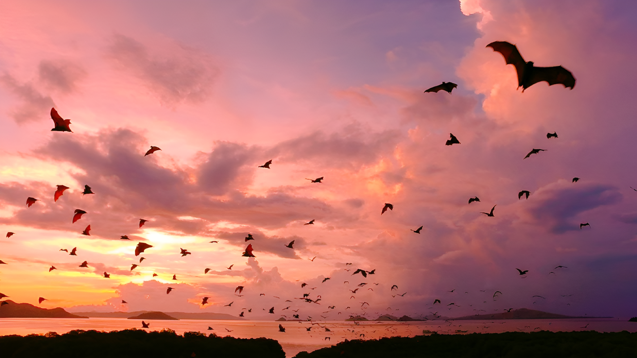 ทริปชมพระอาทิตย์ตกที่ลาบวนบาโจโคโมโดที่เกาะกาลองพร้อมดำน้ำตื้น