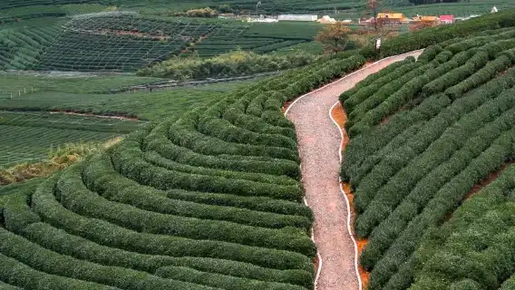 杭州龍塢茶村採茶品茶+炒茶+人工導覽服務半日遊
