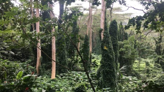 Senderismo en bicicleta eléctrica por las cataratas de Manoa