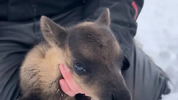 Ivalo: Magical Moments at the Reindeer Farm