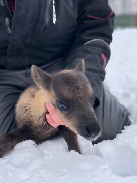 伊瓦洛：馴鹿農場的神奇時刻