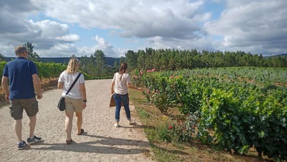 Desde Coimbra: experiencia en la ruta del vino Dão
