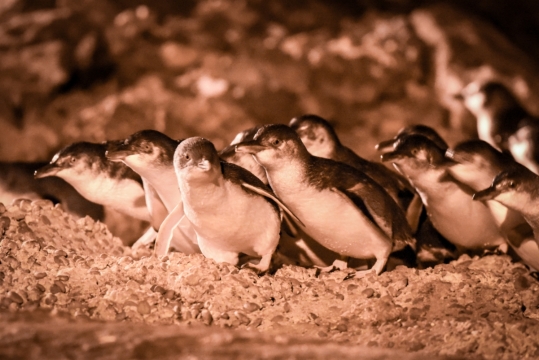 New Zealand Oamaru Blue Penguin Colony Tour xem chim cánh cụt về tổ (Ghế thường/Ghế VIP)