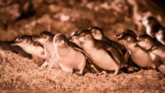 Nachtwanderung zur Pinguinrückkehr im Blue Penguin Centre in Oamaru, Neuseeland (Standard-/VIP-Tribüne)