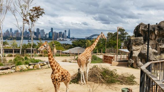 Sydney: Taronga Zoo Tickets