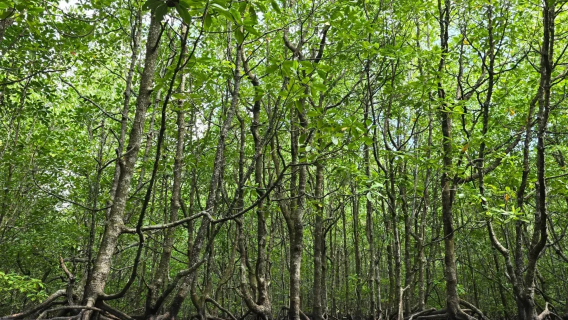 Excursion en bateau partagé d'une demi-journée dans la mangrove de Langkawi en Malaisie avec option de mise à niveau vers la version Kayak