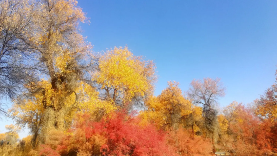 Hear Xinjiang with Your Exclusive Guide | Full Xinjiang Tour Companion Service, Itinerary Planning + Professional Narration | Guided Commentary Throughout Northern and Southern Xinjiang | Private Charter Custom Tours