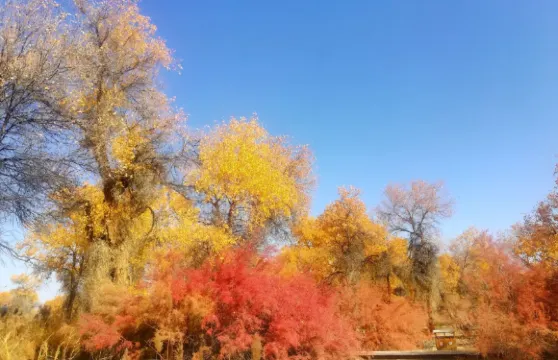 【聽得見的新疆 專屬嚮導】｜新疆全線地陪服務，行程規劃+專業講解｜北疆南疆全程隨行講解｜包車定制遊