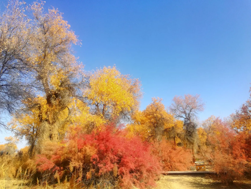 Hear Xinjiang with Your Exclusive Guide | Full Xinjiang Tour Companion Service, Itinerary Planning + Professional Narration | Guided Commentary Throughout Northern and Southern Xinjiang | Private Charter Custom Tours