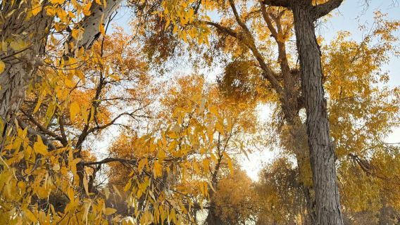 庫車出發，沙雅139胡楊秘境一日遊