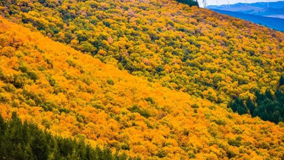 樺皮嶺健行1日【油畫世界+9km+新手友善+藍天白雲】