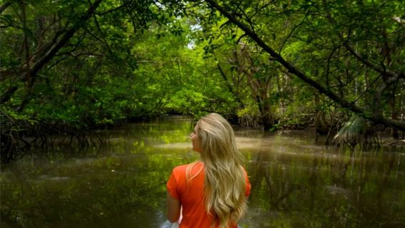 Bintan Island Mangrove Tour