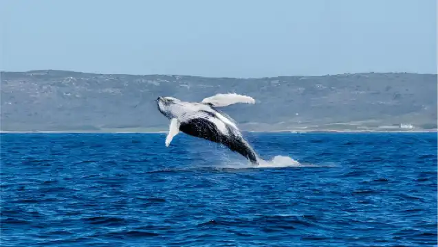 ทัวร์ล่องเรือชมปลาวาฬและโลมาในโอ๊คแลนด์ นิวซีแลนด์ การเดินทางเพื่อค้นพบปลาวาฬและโลมา