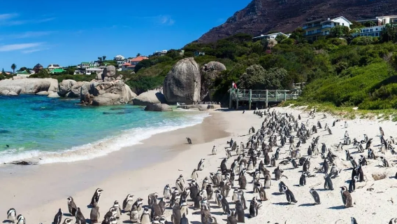 【開普敦定制中文包車】馬來區+豪特灣+企鵝島+好望角燈塔