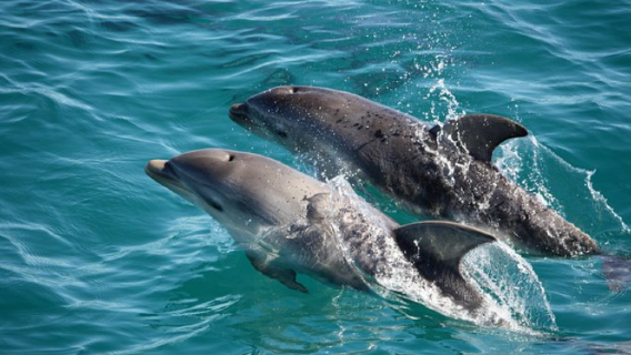 Sydney Departure (Chinese/English Tour with Koala) Port Stephens Dolphin Watching and Sandboarding 1-day Tour