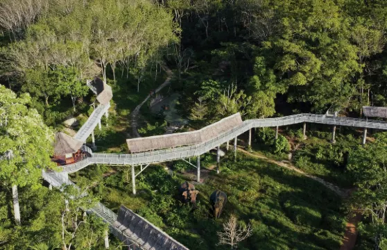 布吉大象庇護所:導覽樹冠步道之旅 + 無限小食