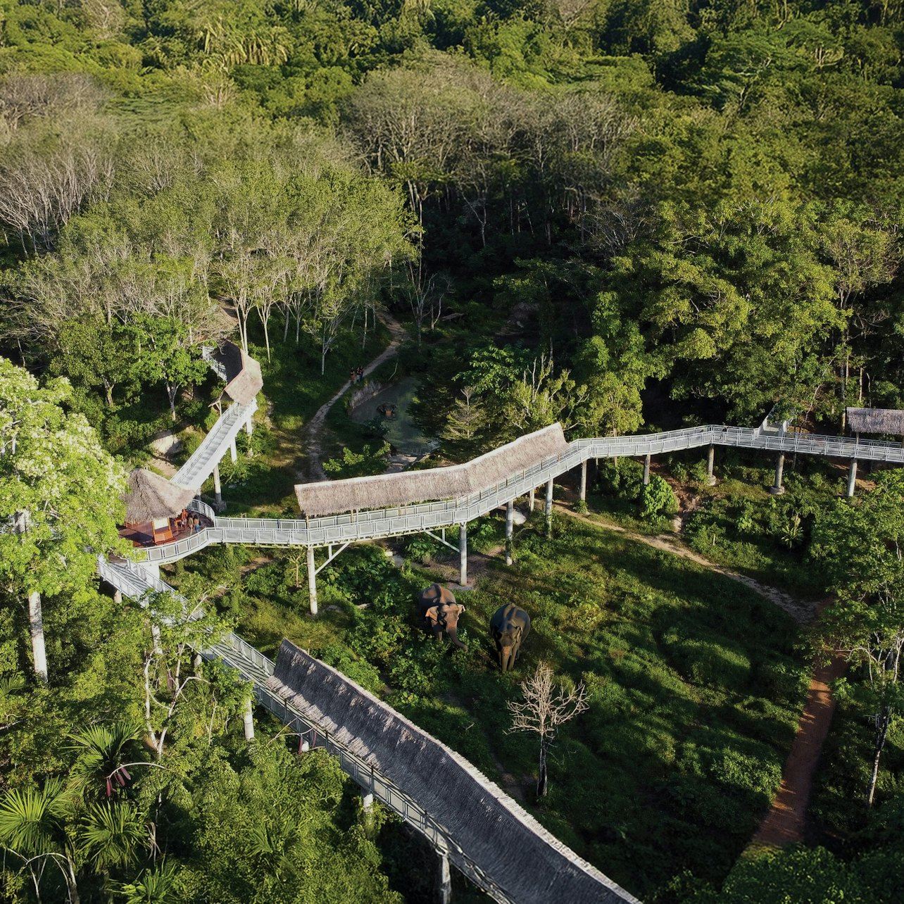 Phuket Elephant Sanctuary: Tour Guidato sulla Passerella tra gli Alberi + Spuntini Illimitati