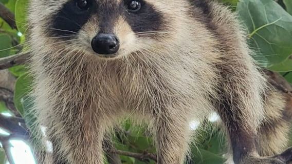 Teluk Biscayne & Pulau Raccoon: Pengembaraan SUP/Kayak