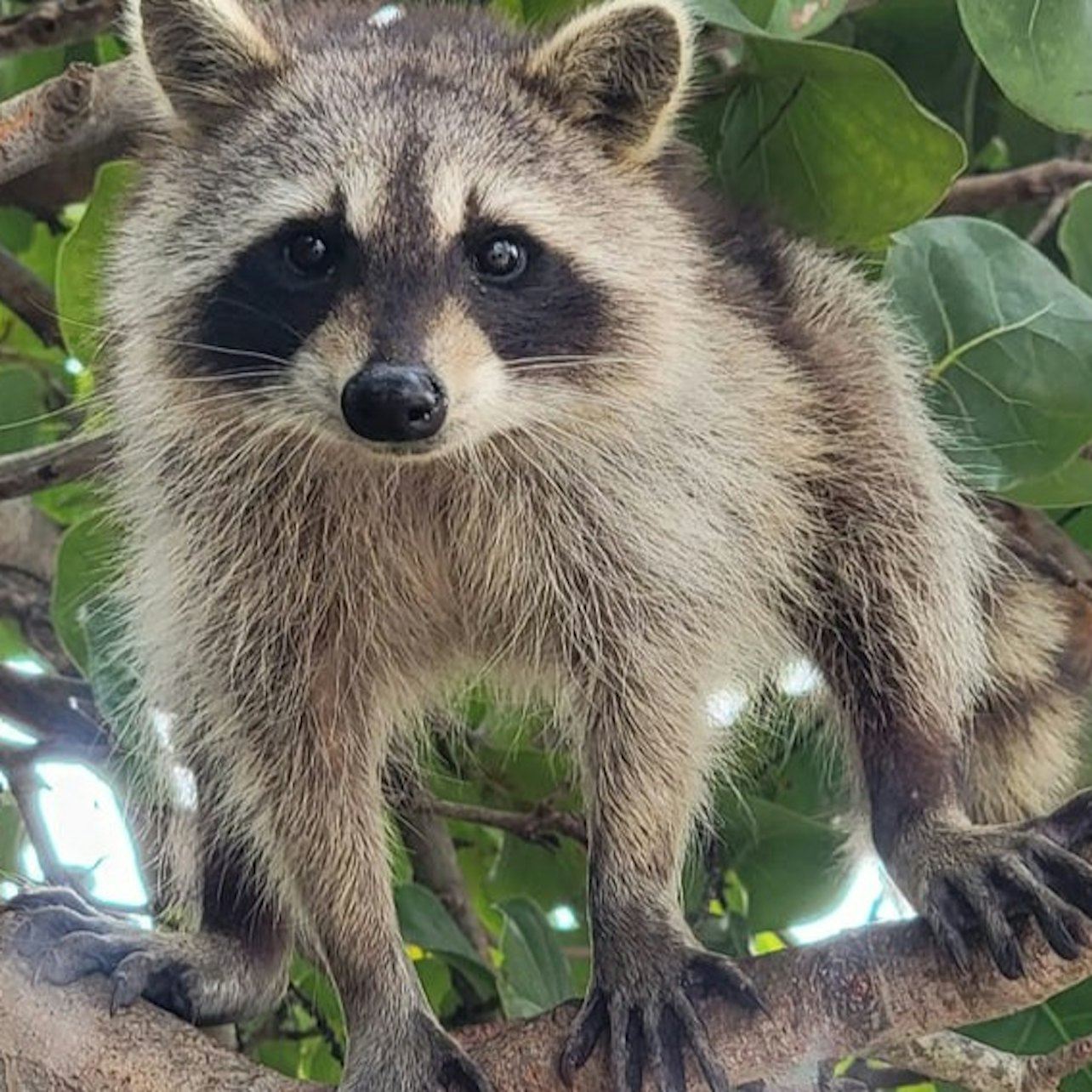 Biscayne Bay & Raccoon Island: SUP/Kayak Adventure