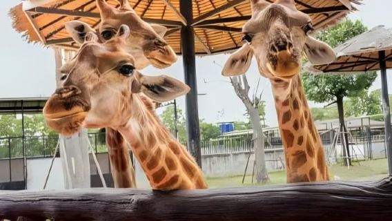 Private car tour of Ayutthaya Lion King Zoo and Wat Mahathat: Upgrade to giraffe photo op and tiger walk