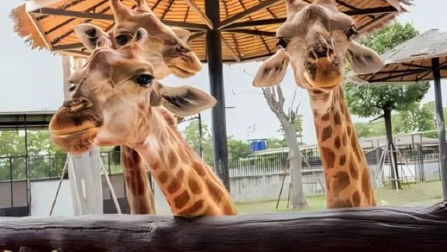 Private car tour of Ayutthaya Lion King Zoo and Wat Mahathat: Upgrade to giraffe photo op and tiger walk