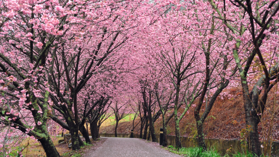 台中: 武陵農場桜観賞ワンデーツアー【台北発|入場チケット込み】