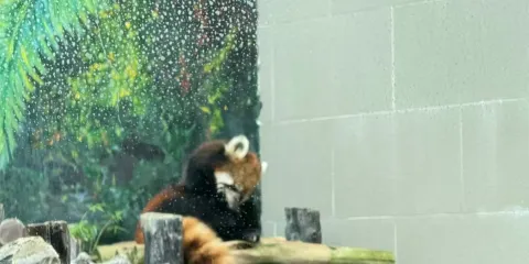 石排灣郊野公園+巴黎人+威尼斯人一日遊【 澳門0元賞大熊貓】