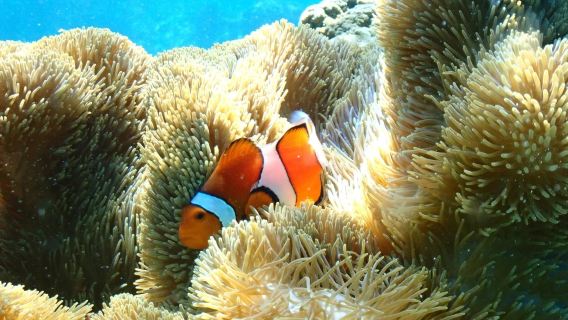 [Miyako-jima] Snorkeling 1-day tour of Shinko coast coral reef & sea turtle | join-in tour/small group/English