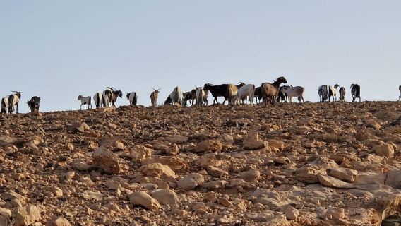Fuerteventura goat cheese workshop with transport from the South