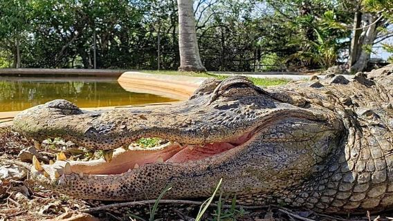 Miami: Original Everglades Airboat Tour & Interpretive area