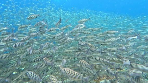 黑巴克里索港：聖克里斯托巴爾島360°全景日遊